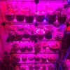 LED pásek GROW 60 LED/m, 12W/m, 12V Světelný zdroj, LED pásek GROW pro podporu růstu rostlin, 650nm, 60LED/metr, 12W/metr, 1200K, vyzař. úhel 120°, 12V, šřka w=10mm, délka 5000mm, dělitelnost 50mm, cena /1m náhled 3