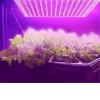 LED pásek GROW 60 LED/m, 12W/m, 12V Světelný zdroj, LED pásek GROW pro podporu růstu rostlin, 650nm, 60LED/metr, 12W/metr, 1200K, vyzař. úhel 120°, 12V, šřka w=10mm, délka 5000mm, dělitelnost 50mm, cena /1m náhled 5